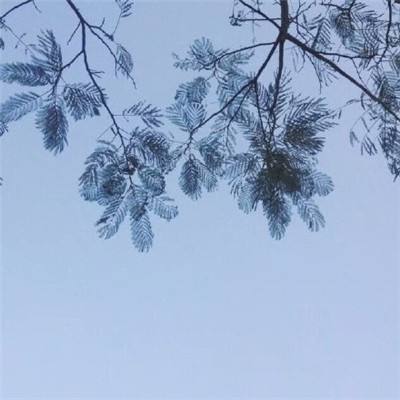 果盘弓箭部落bt版下载